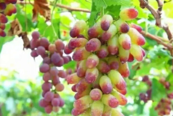 葡萄十大品种-美人指葡萄上榜(原产日本)
