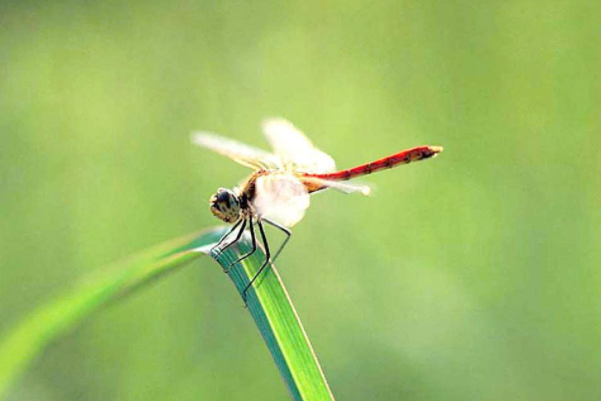 盘点世界十大昆虫之最-澳大利亚蜻蜓上榜(飞速极快)