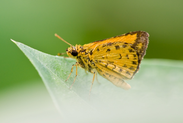 中国十大品种最多的蝴蝶-弄蝶科上榜(小型碟种)