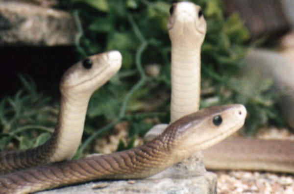 世界十大蛇类之最-黑曼巴蛇上榜(神经毒性强)