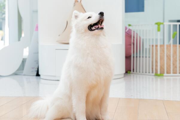世界十大最美的狗狗-萨摩耶上榜(颜值高记忆力强)