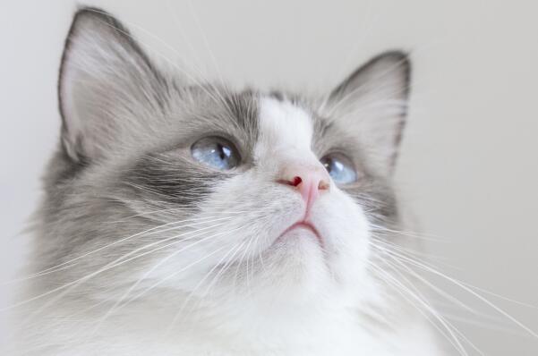 世界十大最适合家养的猫-布偶猫上榜(对人非常友善)