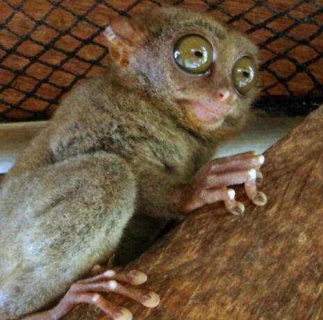 菲律宾眼镜猴