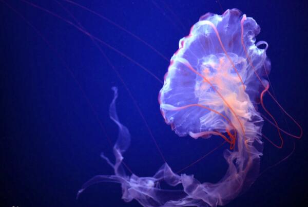 世界十大最漂亮的动物-紫海刺水母上榜(很梦幻)