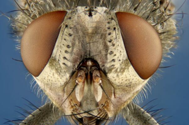 世界十大视力最好的动物-苍蝇上榜(眼睛很多)