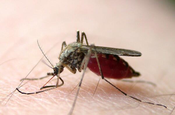 世界十大吸血动物-蚊子上榜(夏季最常见)
