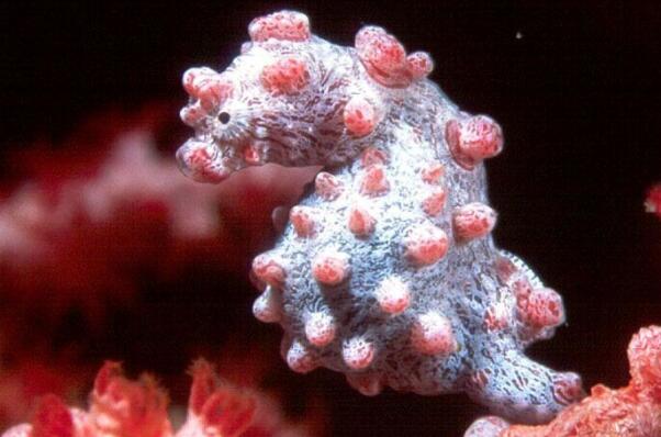 世界上十大最小动物-豆丁海马上榜(潜水网红动物)