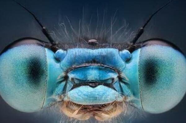 世界上十大蓝色的动物-蓝带鳗上榜(欧洲鳗近亲)