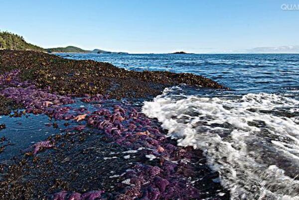 世界十大紫色的动物-赭色海星上榜(在水下很隐蔽)
