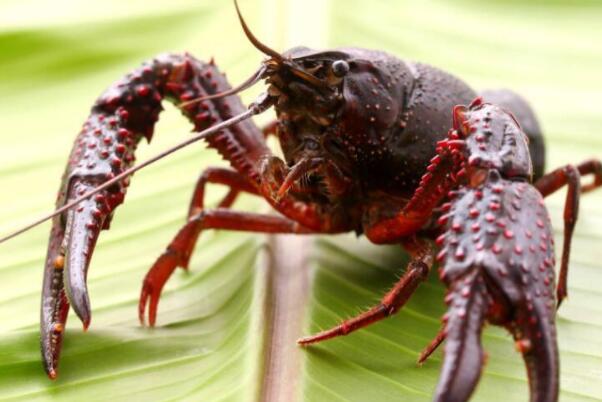 世界十大少见的红色动物-小龙虾上榜(国人很爱吃)