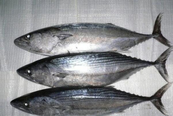 海洋十大速度最快的动物-炸弹鱼上榜(世界上最硬的食物)