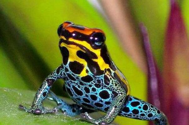 全球十大最毒动物-多种水生物上榜(外表美丽的青蛙上榜)