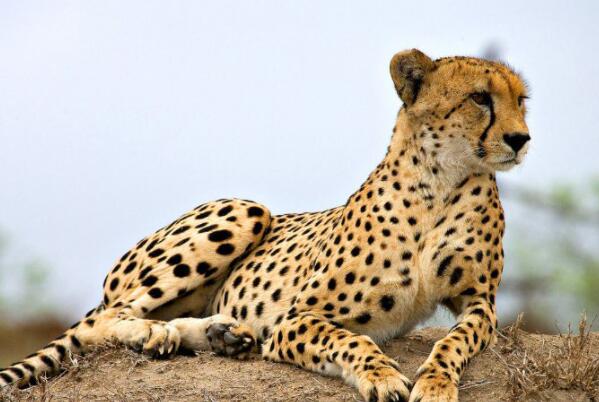 世界10大最快的动物-猎豹上榜(优雅的捕食者)