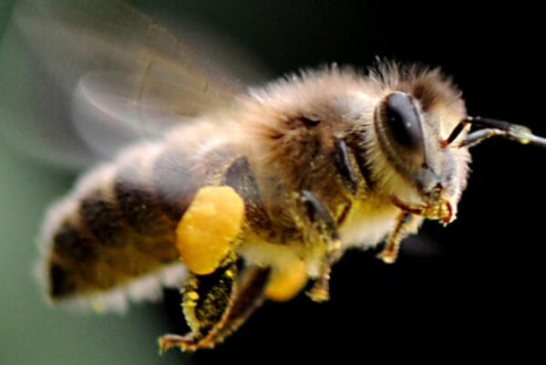 盘点十大群居动物-蜜蜂上榜(社会性昆虫)