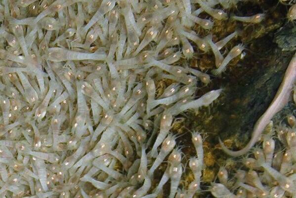 盘点世界上最不怕热的动物-白色盲虾上榜(在海底深处生活)