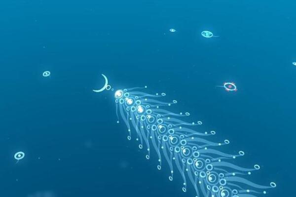世界十大寿命最短的动物-浮游上榜(漂流生物)