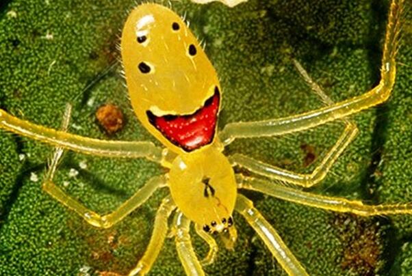 世界十大人面动物-笑脸蜘蛛上榜(身上分布有笑脸花纹)