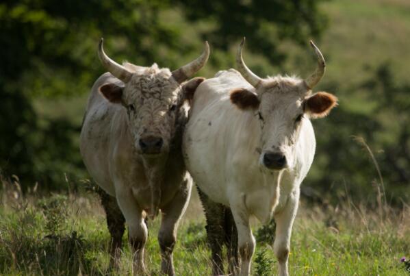 世界十大力气最大的动物-牛上榜(常见家畜)