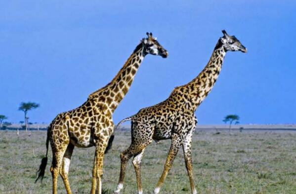 世界十大最高动物-长颈鹿上榜(脖子很长)