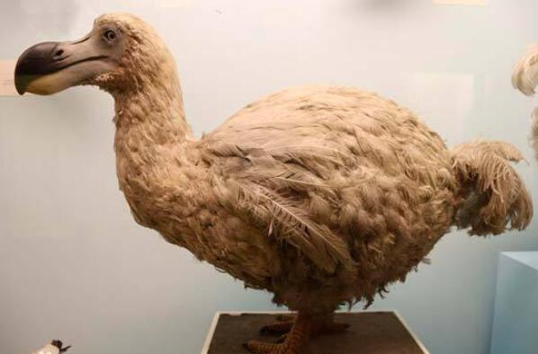 世界十大最令人惊讶的灭绝动物-渡渡鸟上榜(毛里求斯国鸟)
