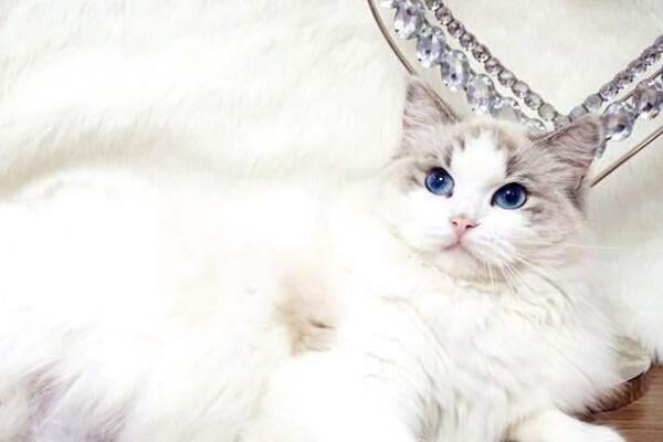 世界十大最大的宠物猫-布偶猫上榜(仙女猫)