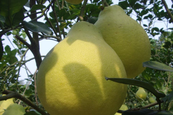 中国柚子十大品种-沙田柚上榜(中熟品种)