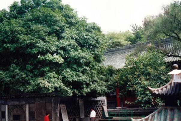 中国最古老的十大古树-圣水寺汉桂上榜(汉中神桂)