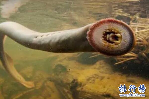 死海里的十大恐怖生物-吞噬鳗上榜(体长可达到1.8米)