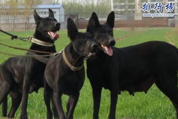 12种超稀有的狗狗品种-泰国黑狼犬上榜(肌肉发达爆发力强)