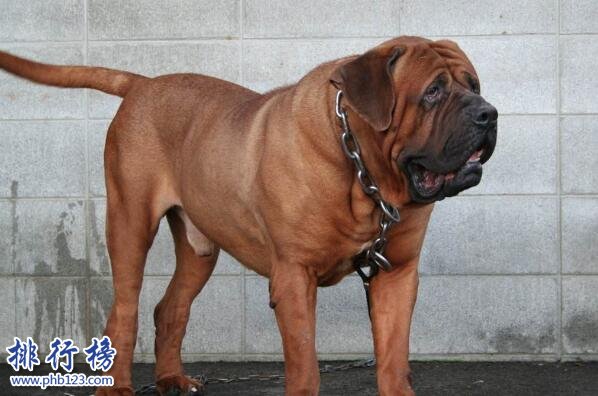 世界上十大禁犬-日本土佐上榜(被誉为世界第一巨型猛犬)