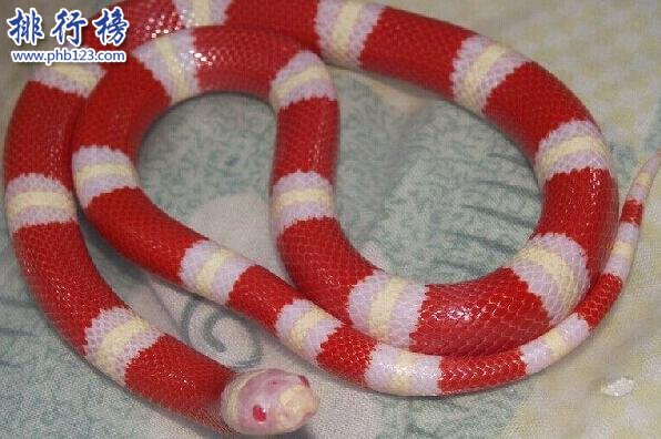 世界十大最漂亮的蛇-牛奶蛇上榜(不少人当宠物饲养)