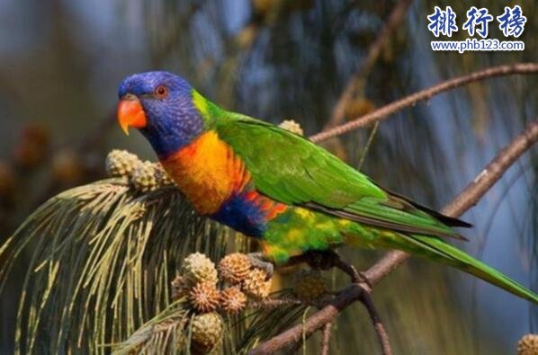 世界十大最漂亮的鸟类排行榜