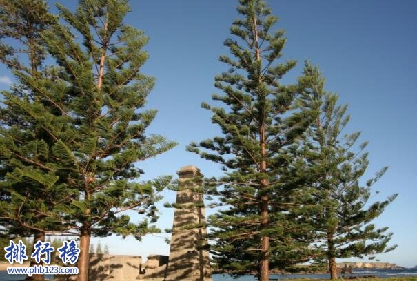 世界五大著名观赏树种-南洋杉上榜(姿态优美树形高大)