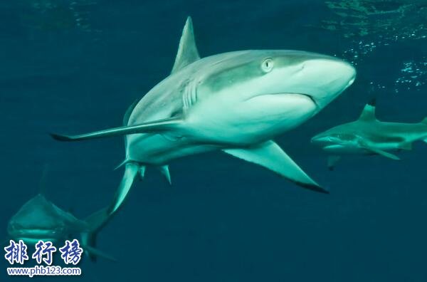世界十大最恐怖的生物-大白鲨上榜(最凶残鲨类之一)