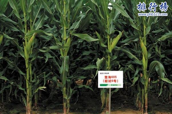 中国种植业企业排名-登海种业上榜(转基因玉米)