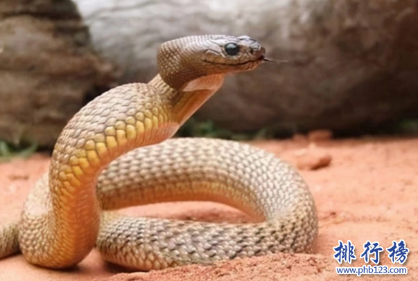 世界十大最毒的蛇排名