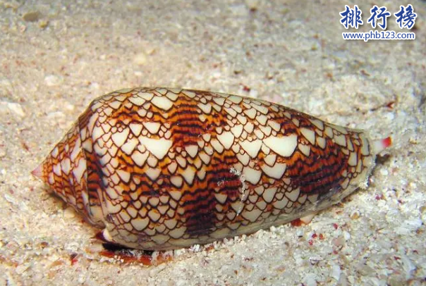 世界十大最毒海螺排行榜