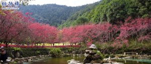 4月份去臺灣旅游合適嗎：看櫻花花海(阿里山最佳)