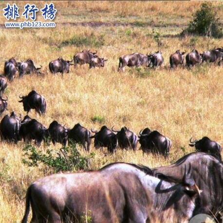 坦桑尼亞 動物大遷徙