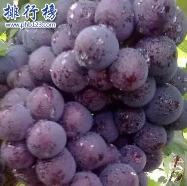 晋州葡萄