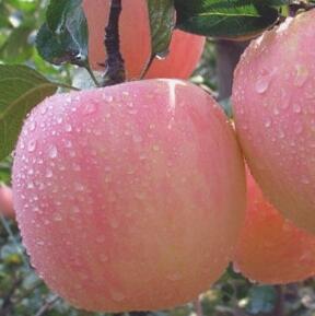 深州红富士苹果