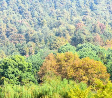 貴州鳳凰山國(guó)家森林公園