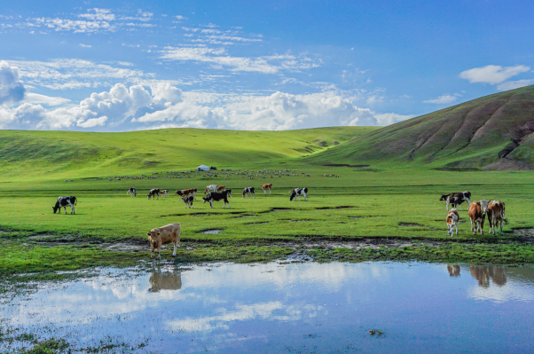 内蒙古8月适合逛的景点排行