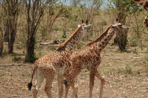 马赛马拉国家保护区游玩指南-野生动物多,刺激游玩体验
