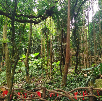 百花岭热带雨林文化旅游区