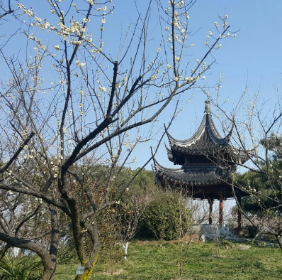 大觀園梅園