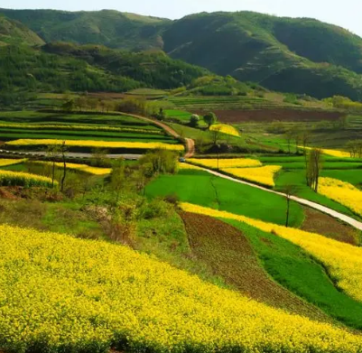 隴南山地油菜花