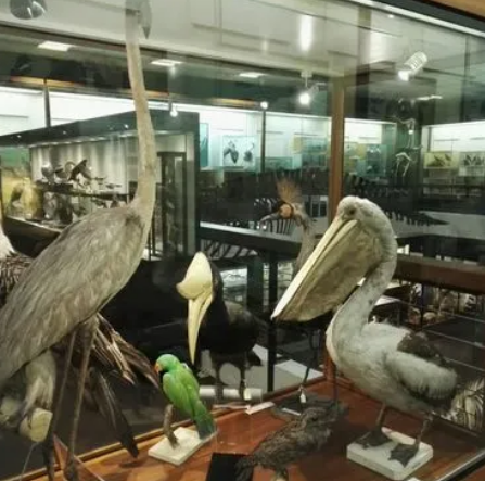 University of Aberdeen Zoology Museum