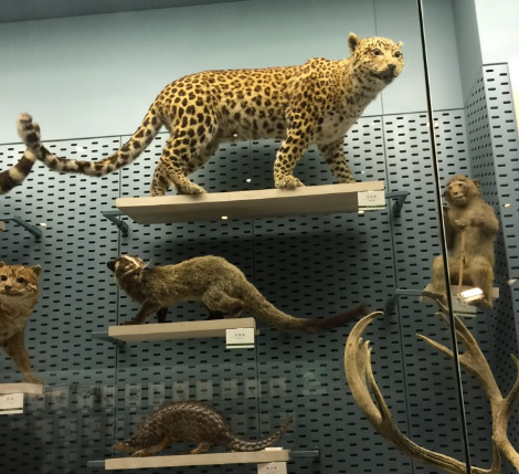 D. Florov's Zoological Museum