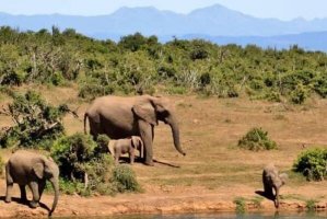 赞比西河下游国家公园游玩攻略：和大自然亲密接触